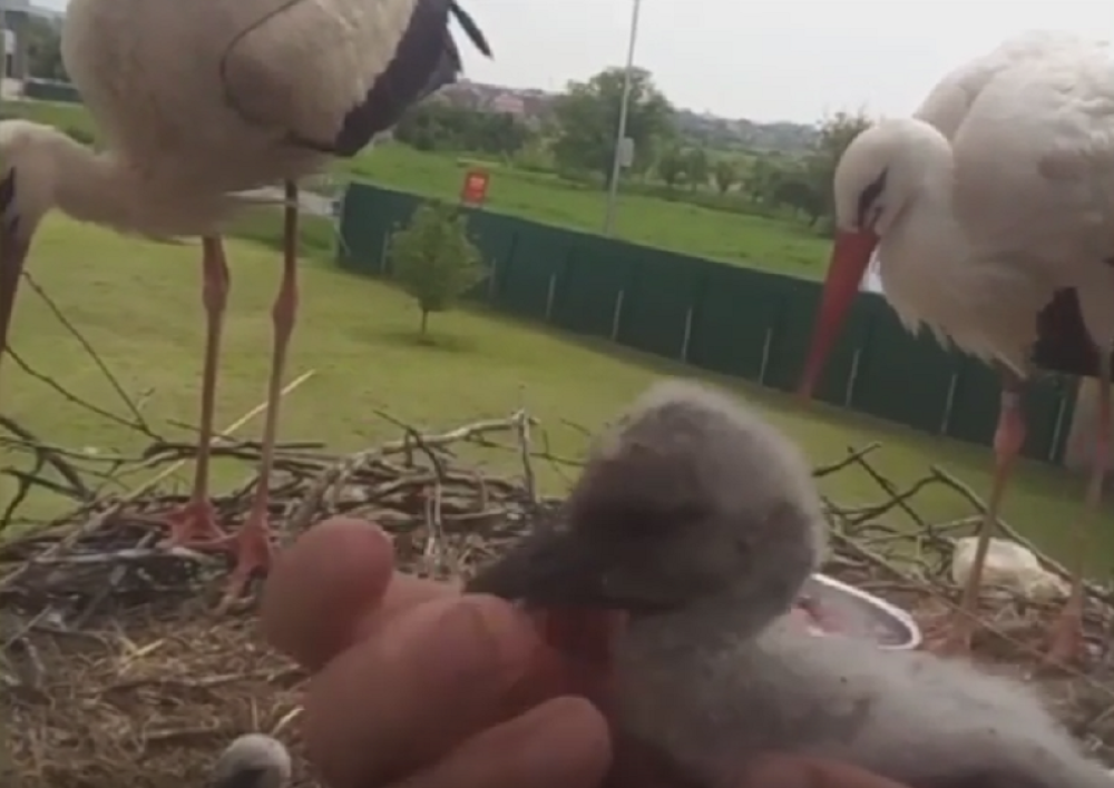 Malena i Klepetan dobili četiri ptića! (VIDEO)