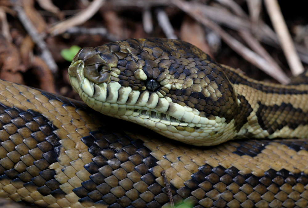 Ostavio pitona u hotelskoj sobi