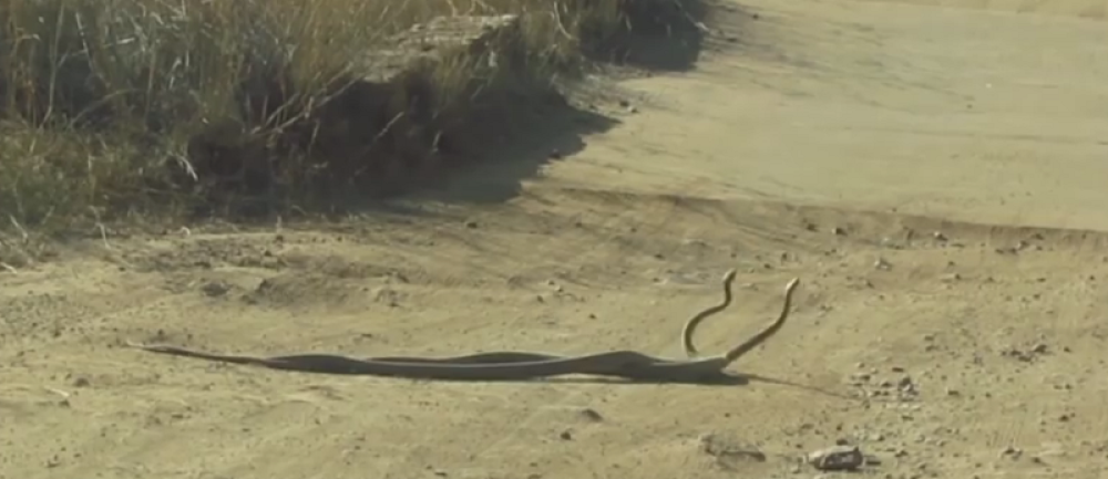 Pogledajte borbu dve otrovnice! (VIDEO)