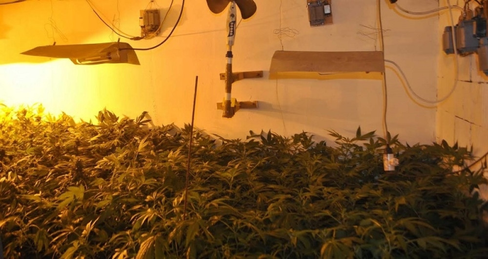 Pala kriminalna grupa zbog marihuane (VIDEO)