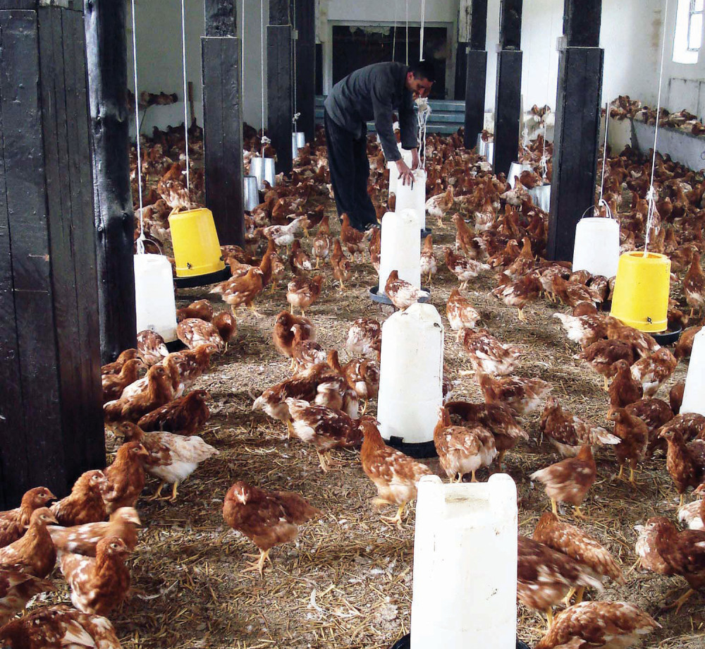 Robijaši najbolji ratari i stočari!