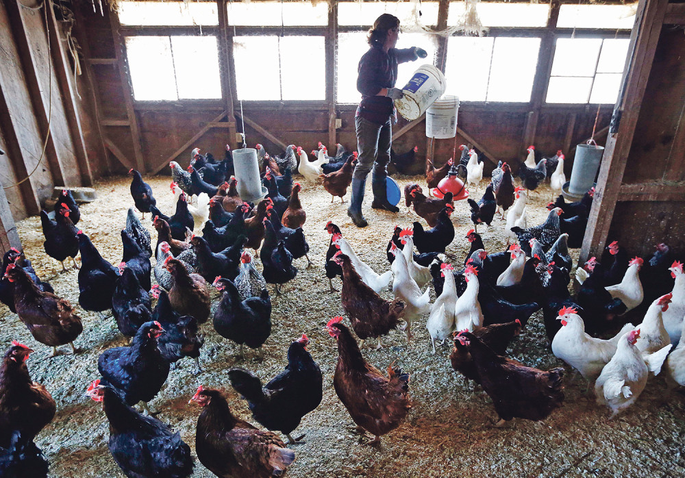 Rampa EU za srpske piliće, svinje i mleko