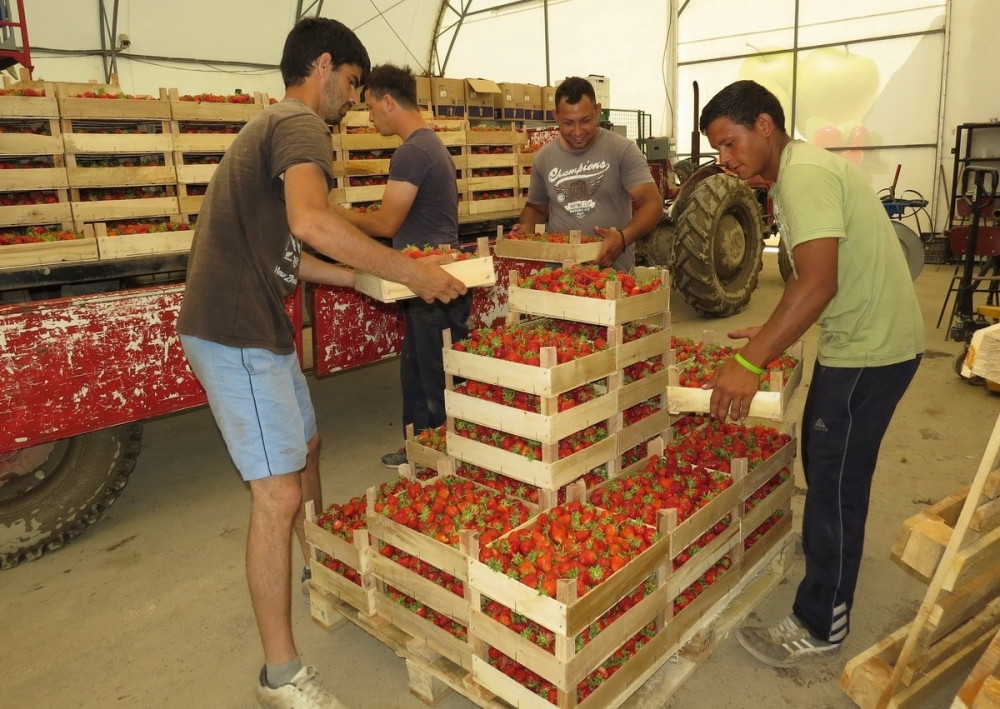 Šabačka jagoda za Evropu i Aziju