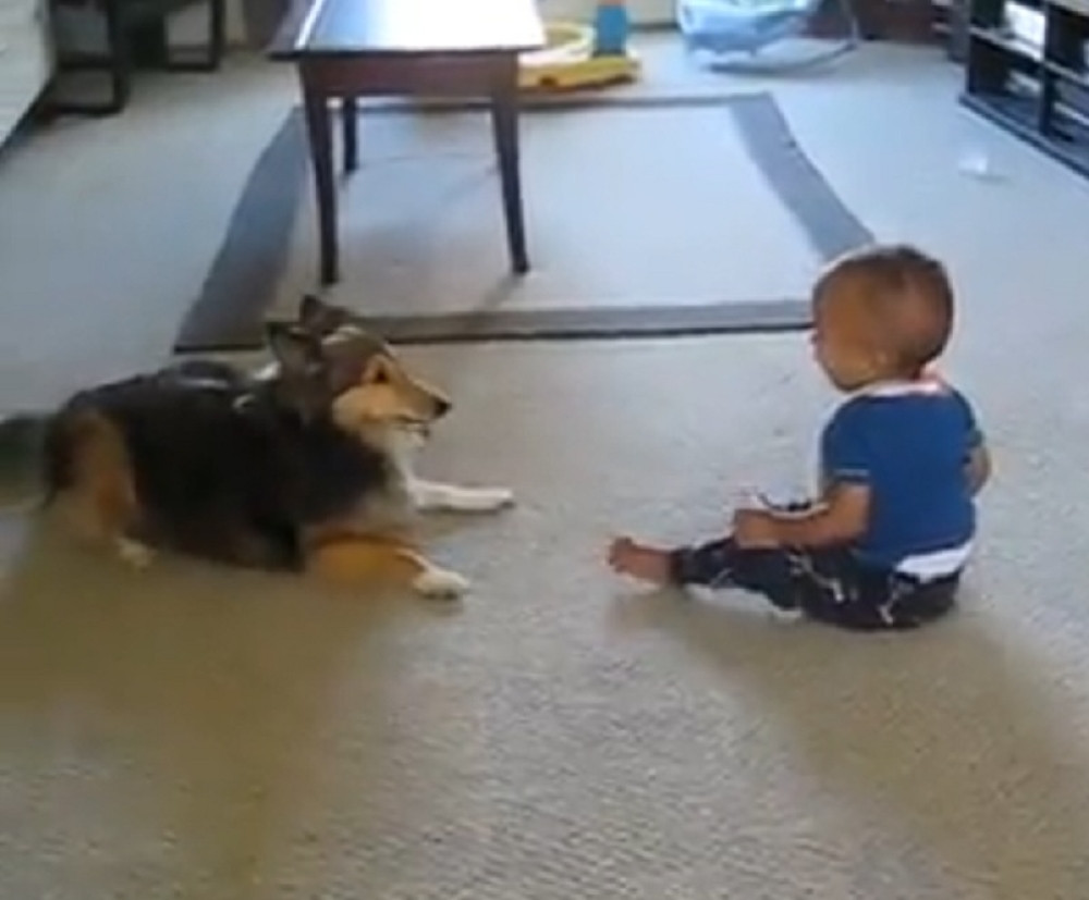 Pa oni se tako divno zabavljaju! (VIDEO)