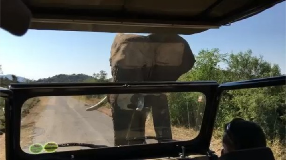 Lovokradicu zgazio slon, a onda su ga pojeli lavovi