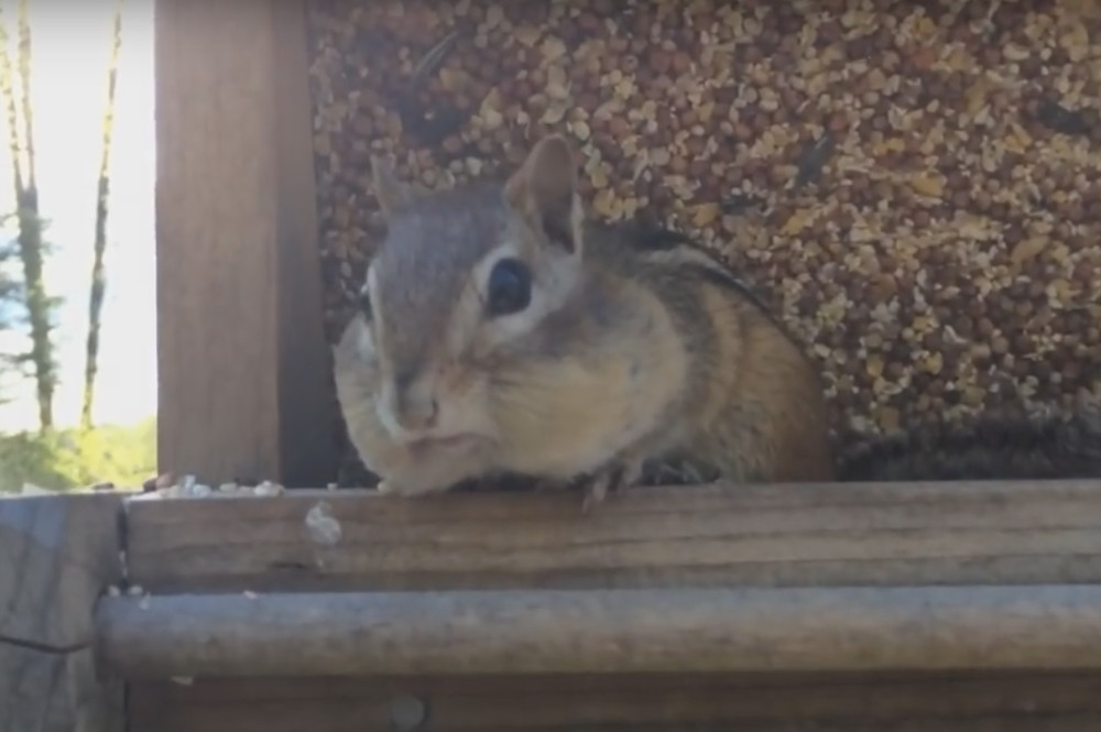 Ovo je najslađi lopov ikada! (VIDEO)