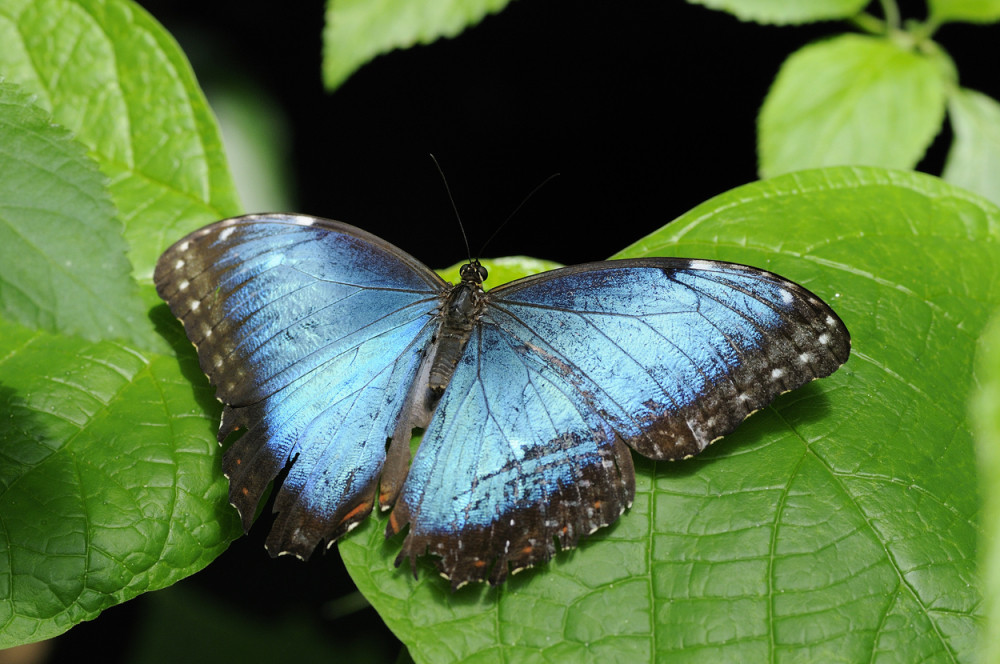 Ovo će vas zgaditi kompletno! Jedan leptir se hrani urinom i tulim mesom, a evo gde ih najviše ima!