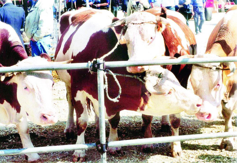 EU zabranila uvoz mesa iz Pčinjskog okruga