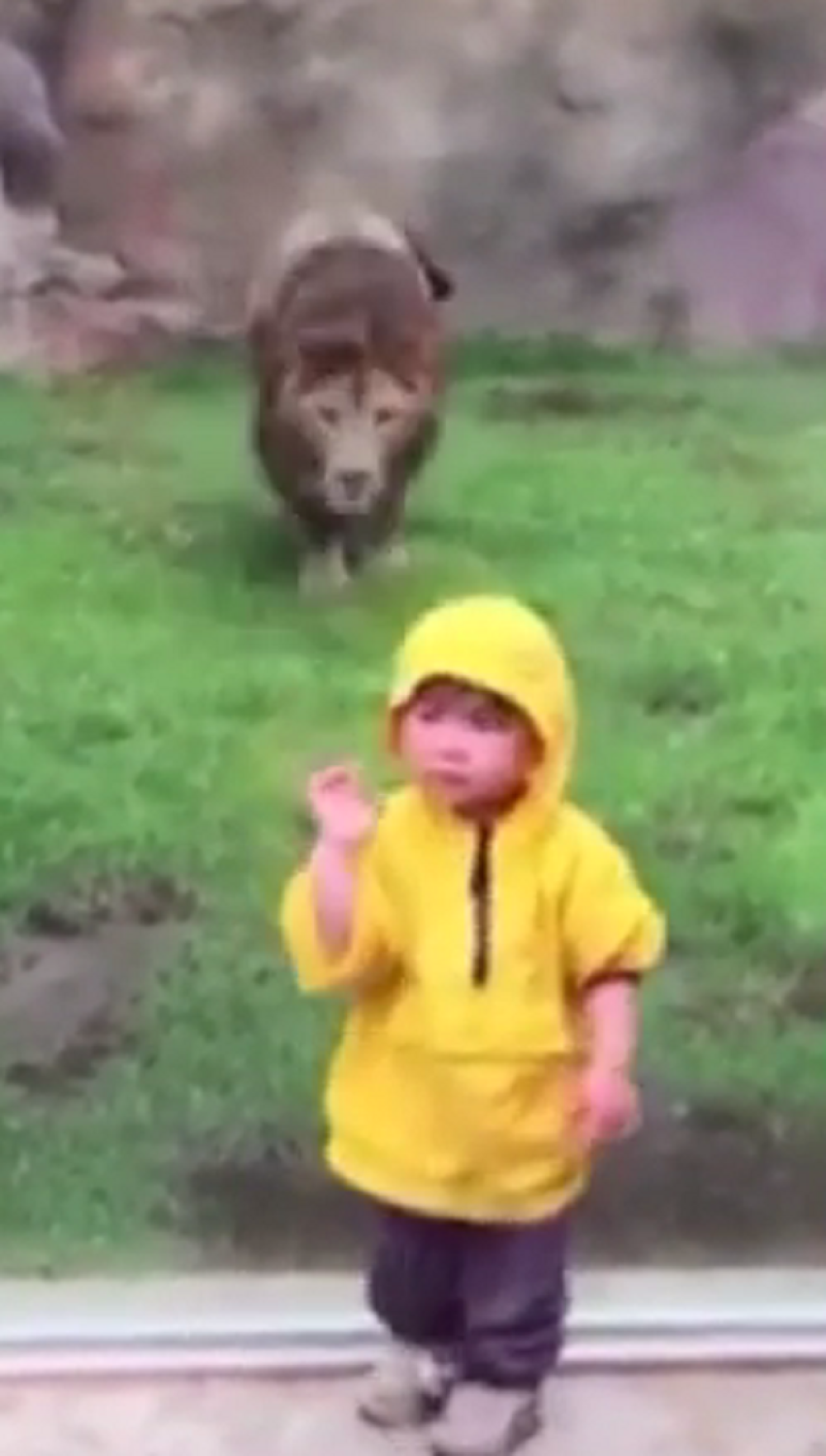 Lav potrčao da napadne dečaka s leđa! (VIDEO)