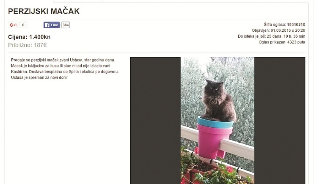 Ode mali Ustaša! (FOTO)