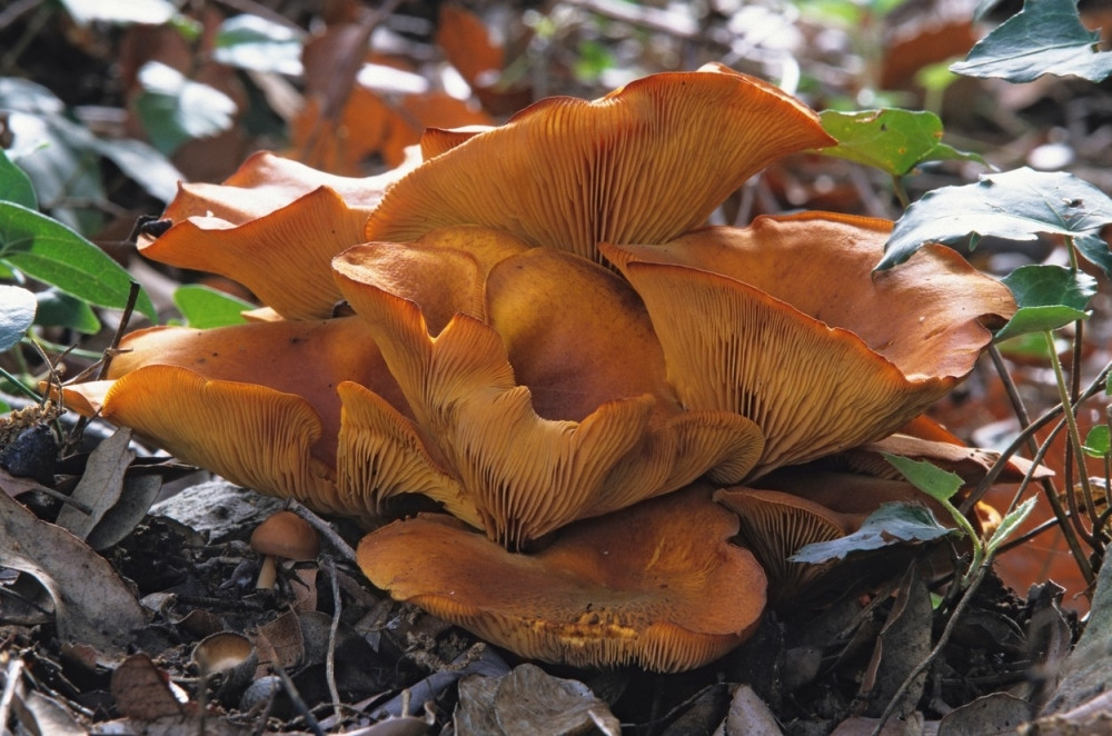 Porodica se otrovala zavodnicama