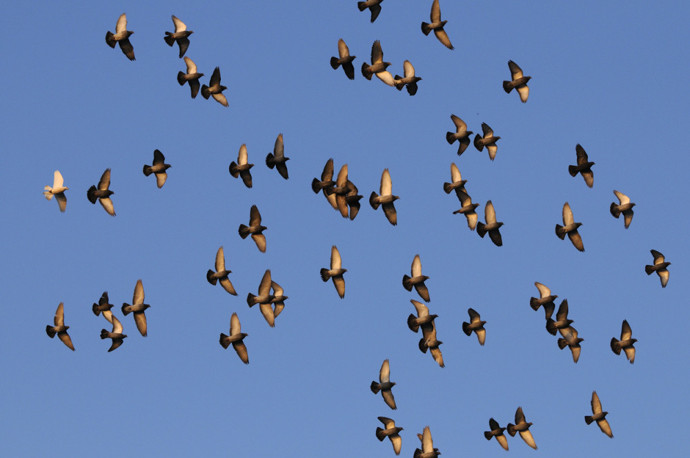 Svi Tadićevci pretrčaše u SNS