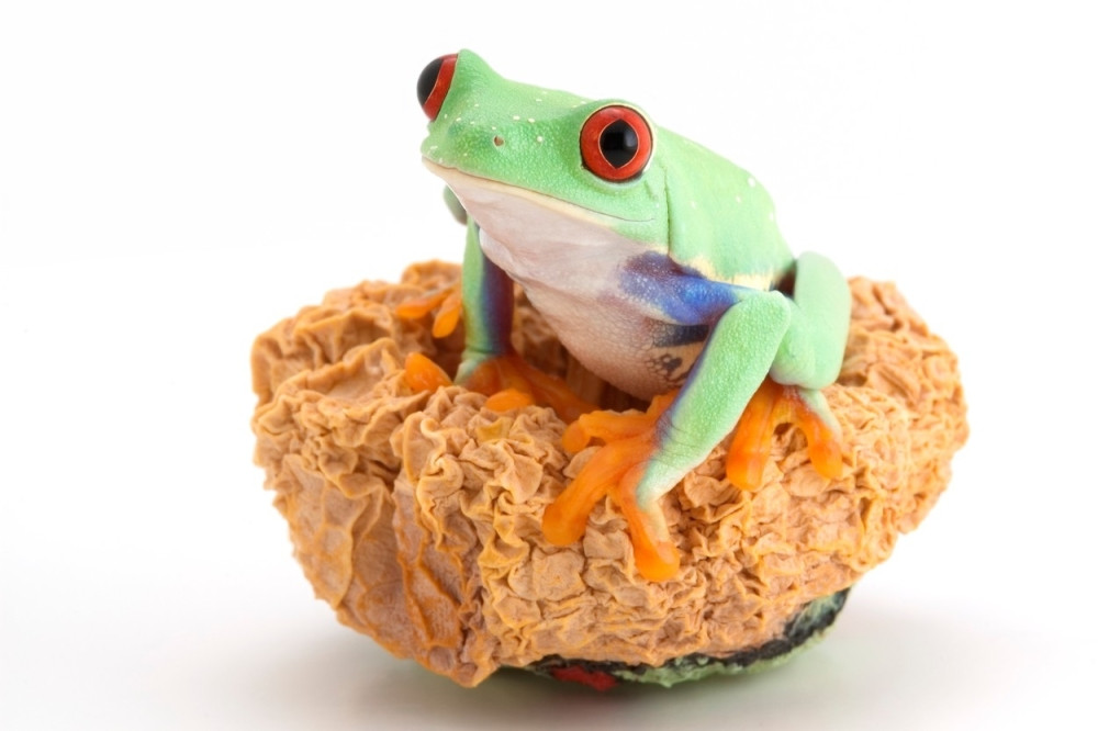 Sakupljali su vodu sa ZADNJICE, pa pravili šuplje LJUBAVNE KOLAČE da osvoje devojke!