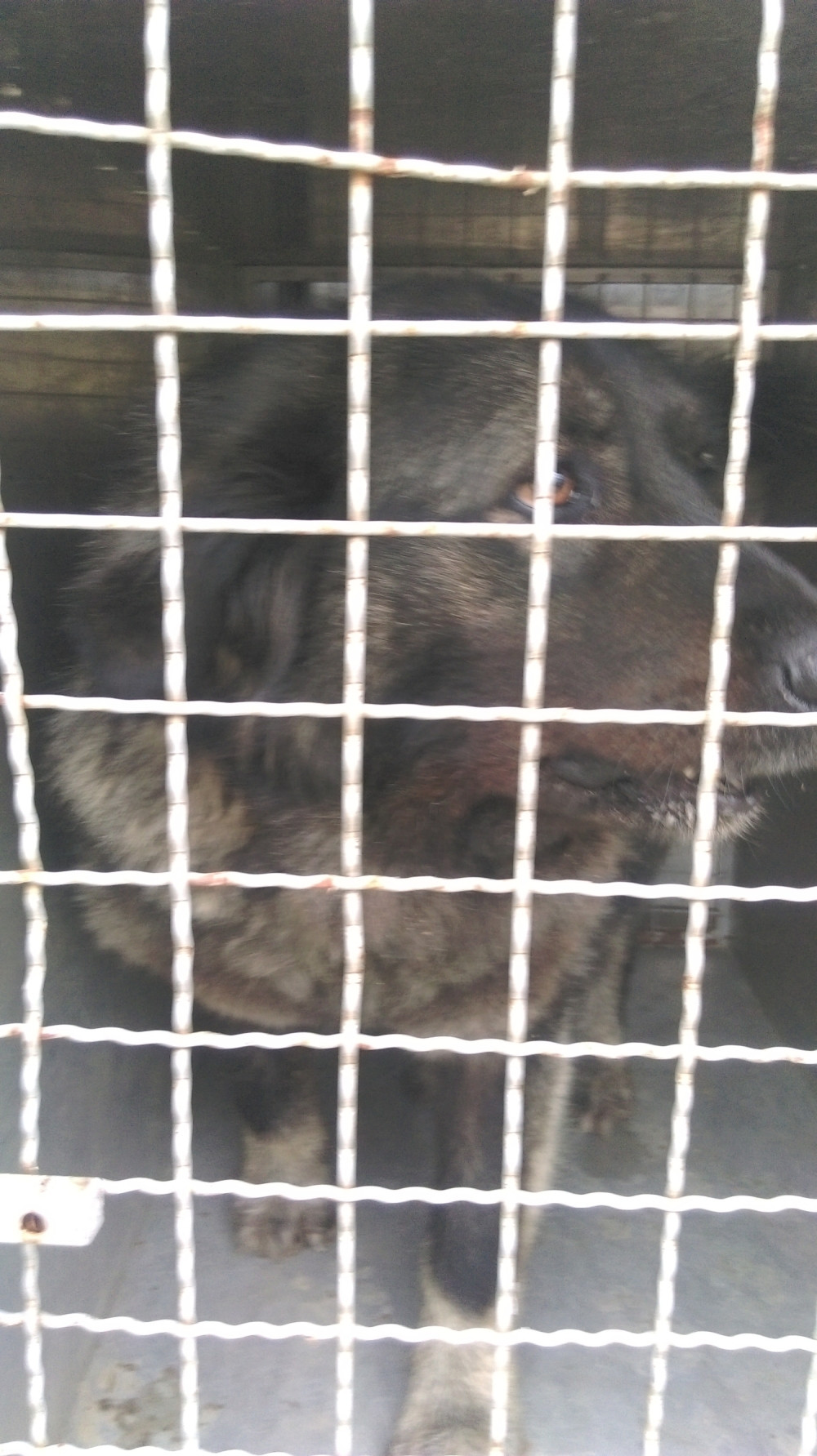 Pas izujedao devojčicu (7) i oca