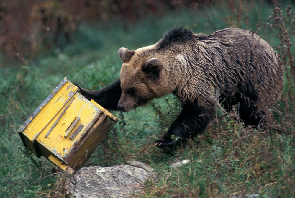 Medved ojadio košnice