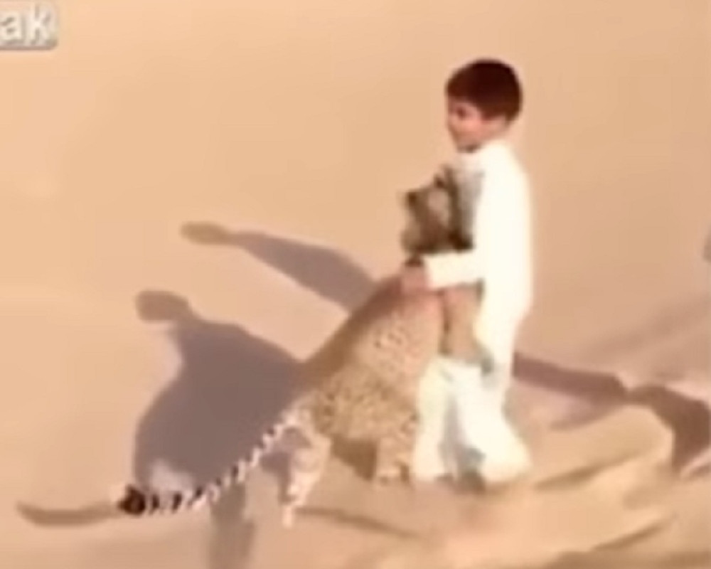 Dečak ima geparda za ljubimca (VIDEO)