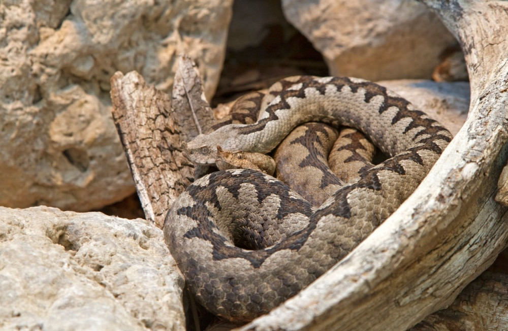 Poskok ujeo mališana na obali Jadrana, HITNO PREBAČEN U BOLNICU!