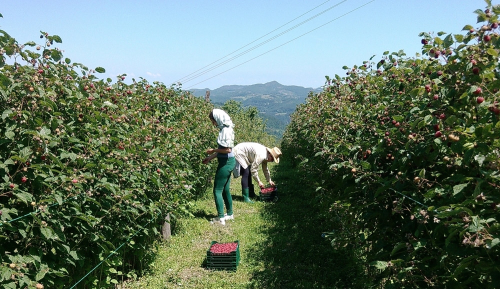 Malinari nude stan i dobru dnevnicu, a radnika nigde!