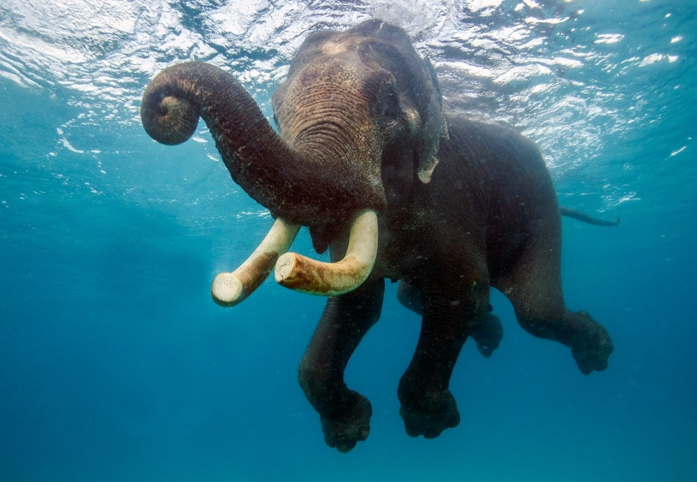 Slonče se kupa u moru! (FOTO)