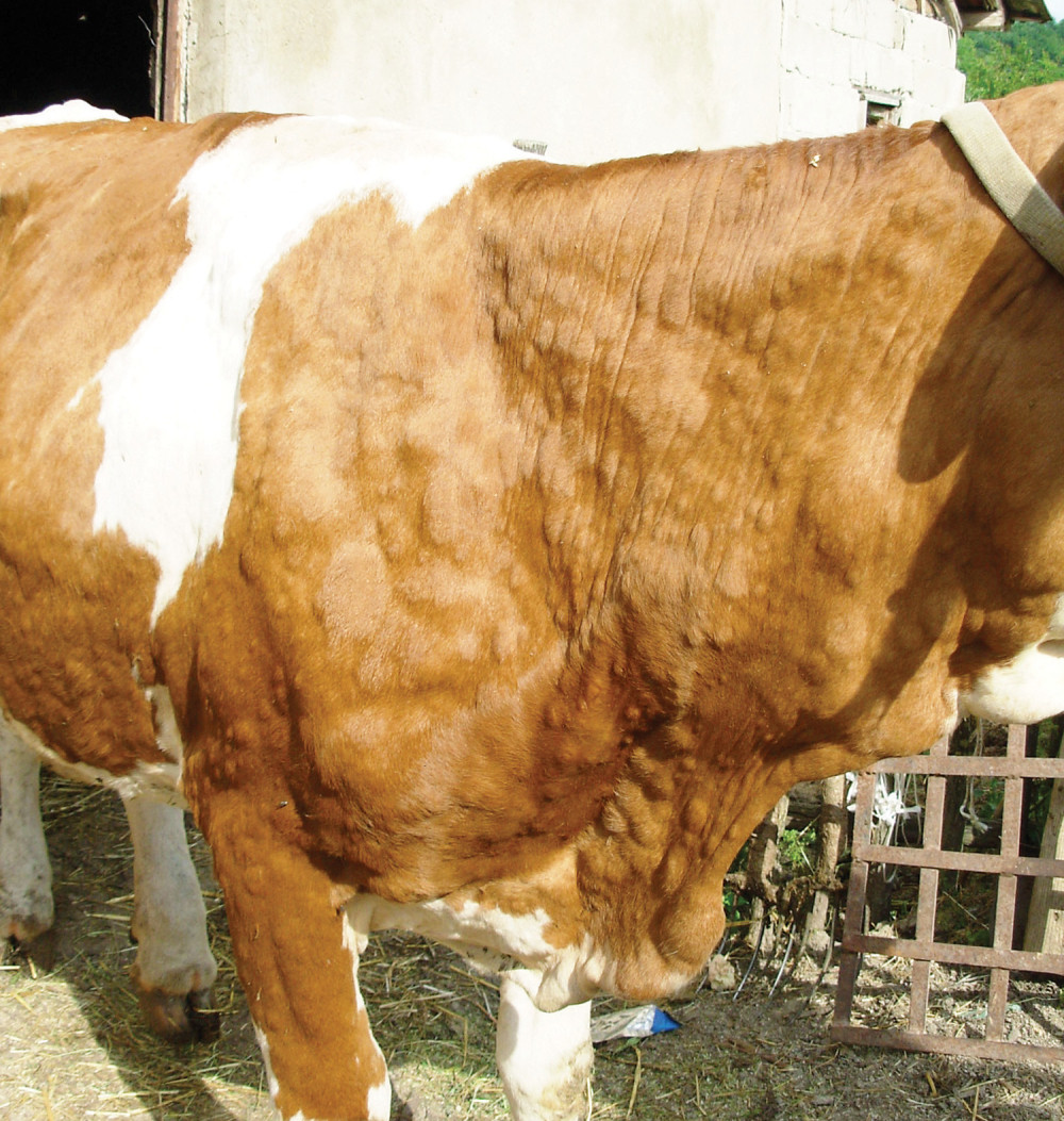 Ugrožen izvoz zbog bolesti kvrgave kože