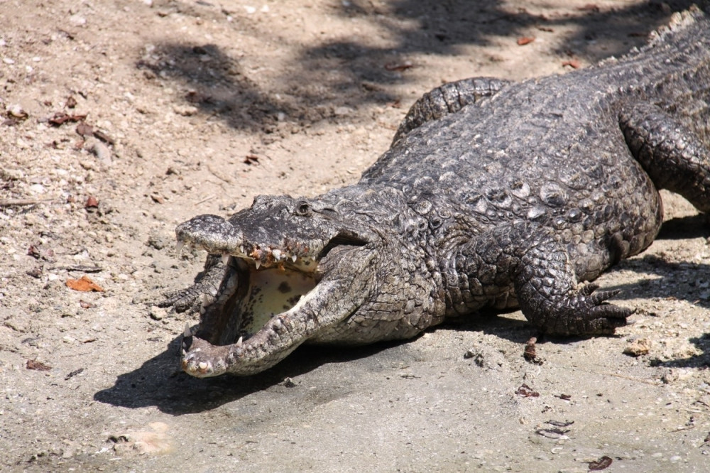 Aligator pojeo dvogodišnjeg dečaka