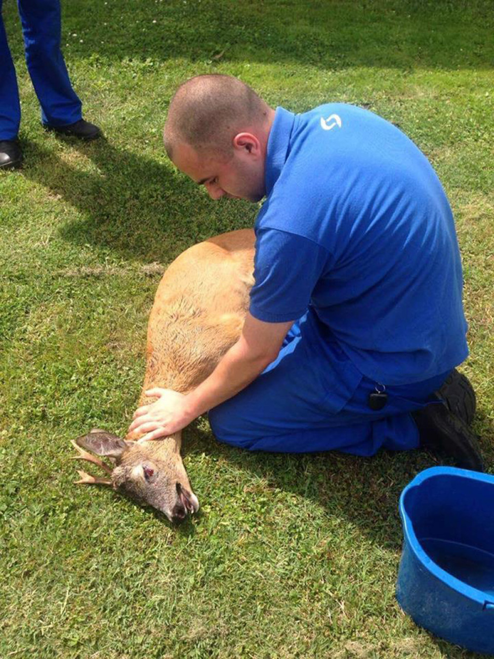 Radnici pumpe spasli povređenog srndaća (FOTO)