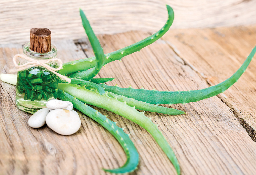 Ova biljka sprečava buđ i čisti vazduh!