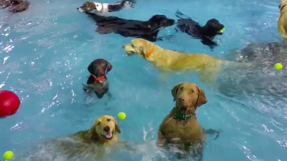 Svi se pitaju šta je ovoj kuci (VIDEO)