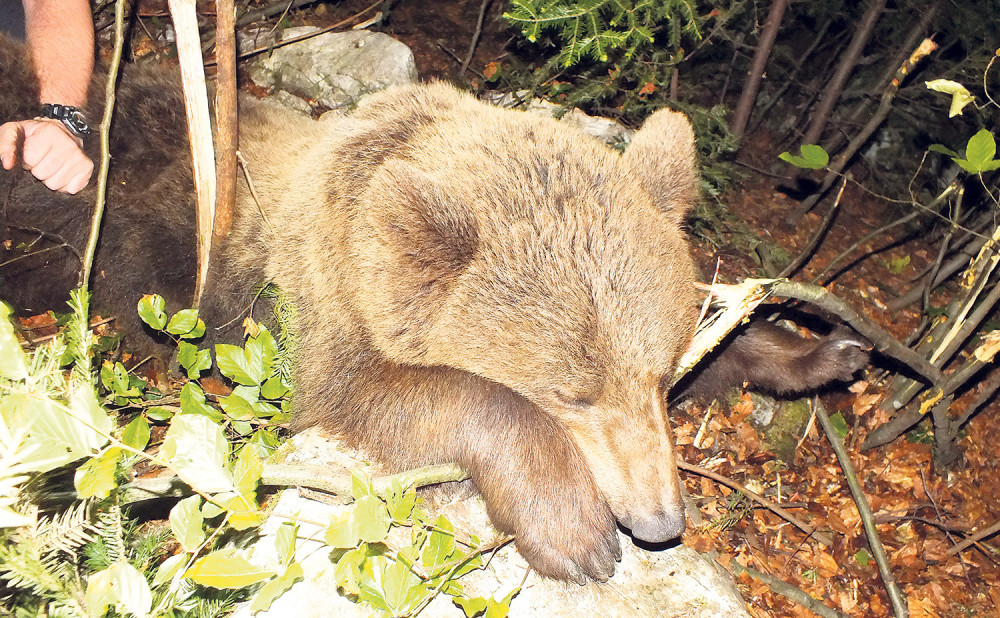 Spasena teško povređena medvedica!
