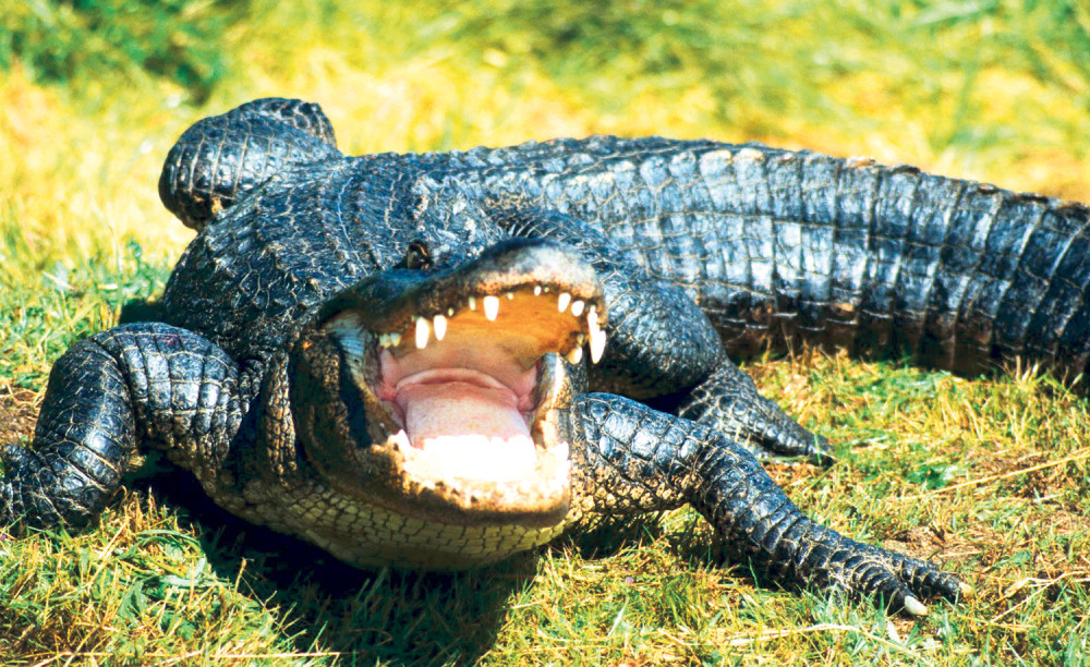 Policija gledala napad (FOTO)