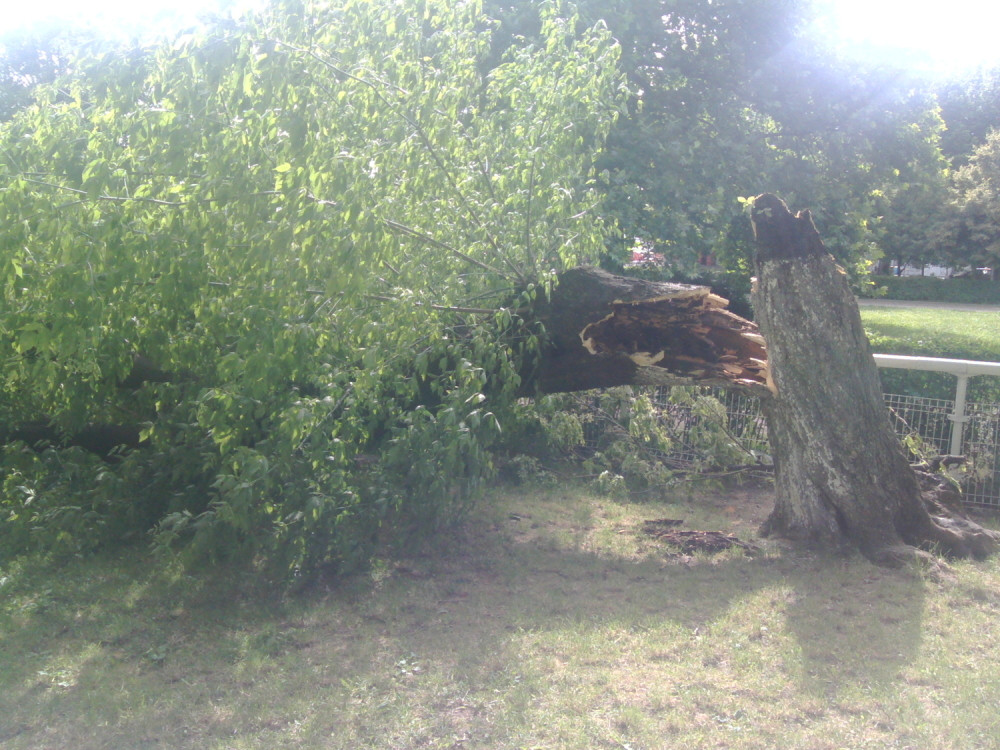 Snažan vetar čupao stabla u Kraljevu, Nova Varoš bez struje