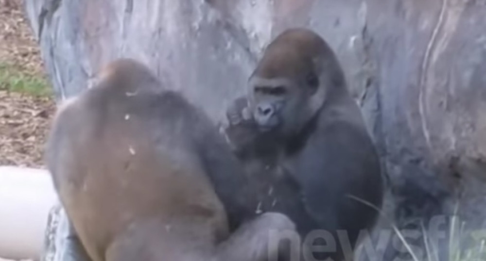 Gorila drugaru pokazala srednji prst! (VIDEO)