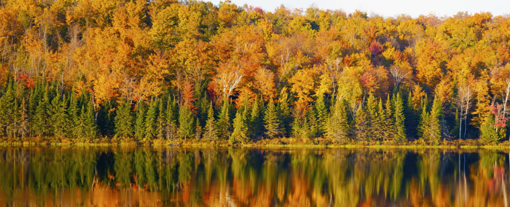 Norveška zabranjuje seču šuma!