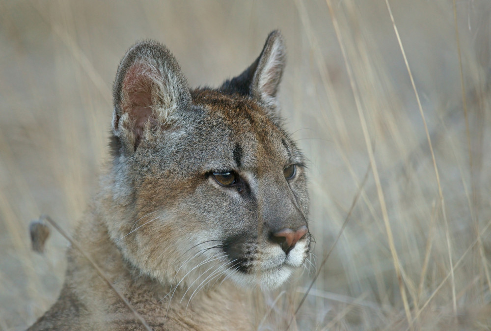 Puma usmrtila jednog biciklistu, drugog povredila