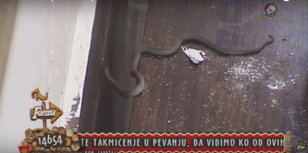 Na farmi se pojavila zmija! (VIDEO)