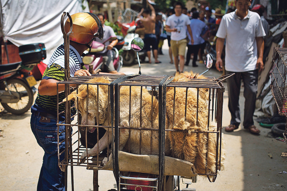Festival psećeg mesa (Uznemirujući foto)
