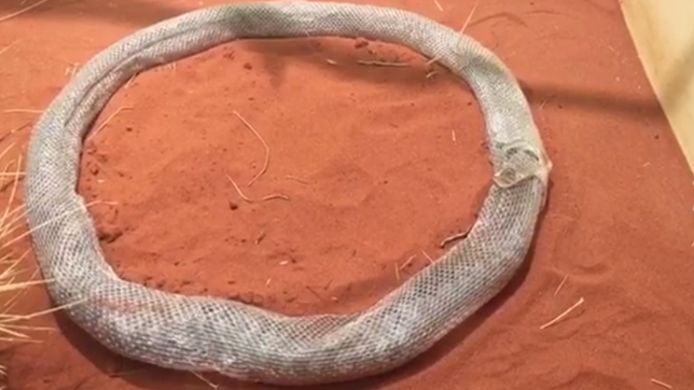 Zmija se malo pogubila (VIDEO)