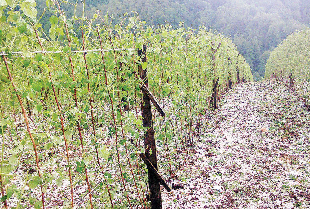 Šteta na malinjacima 40 miliona evra!