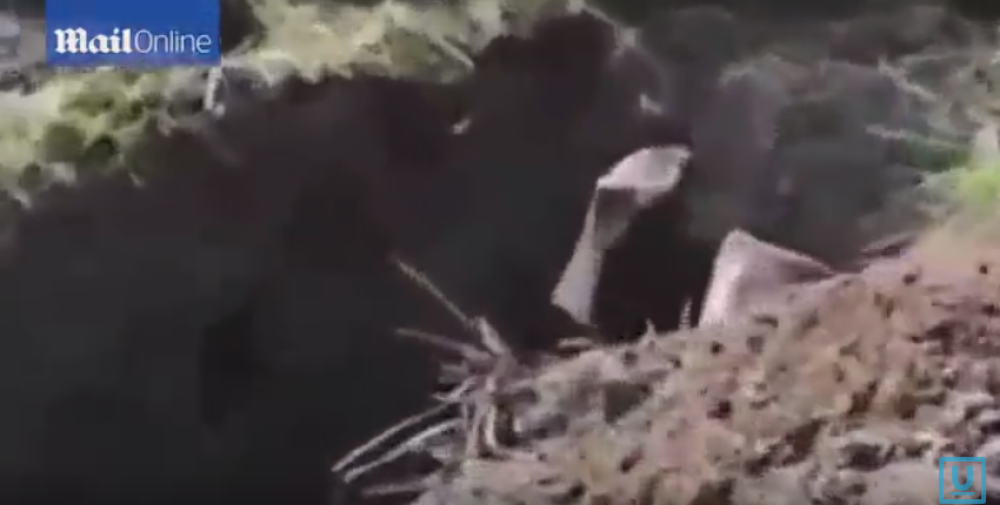 Ukrajinci zakopali živog vojnika (UZNEMIRUJUĆI VIDEO)