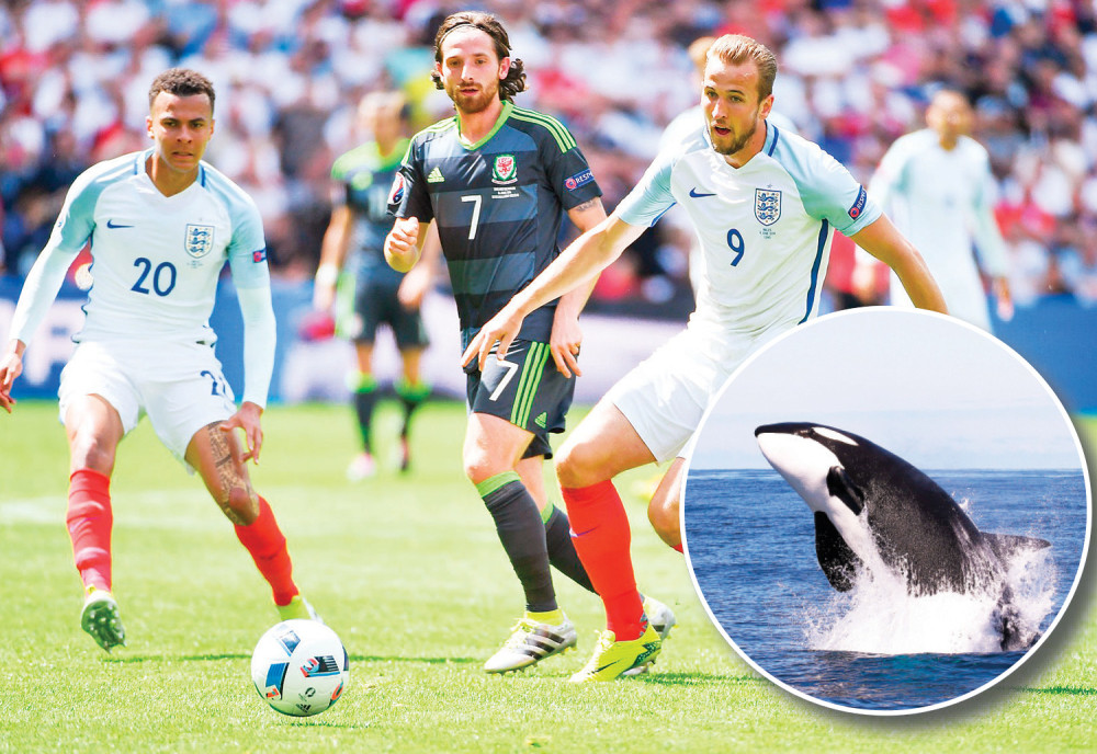 Kupili im karte za šou kitova!