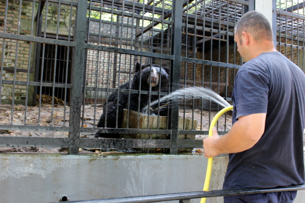 Stanovnici zoo vrta traže spas od vrućine (FOTO)