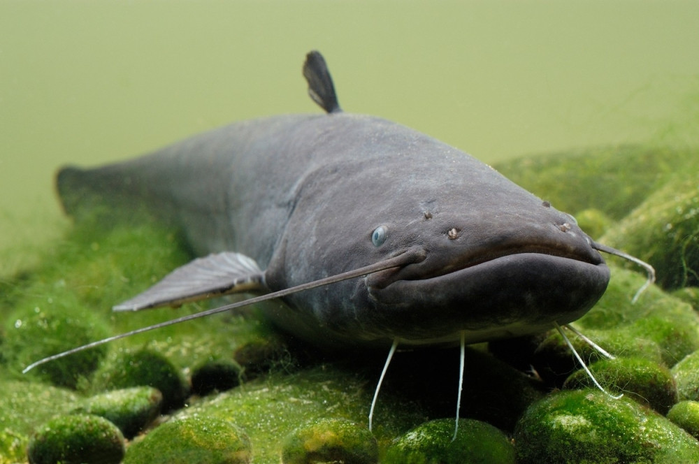 Četvrta “Zemunska bućka” 7. avgusta