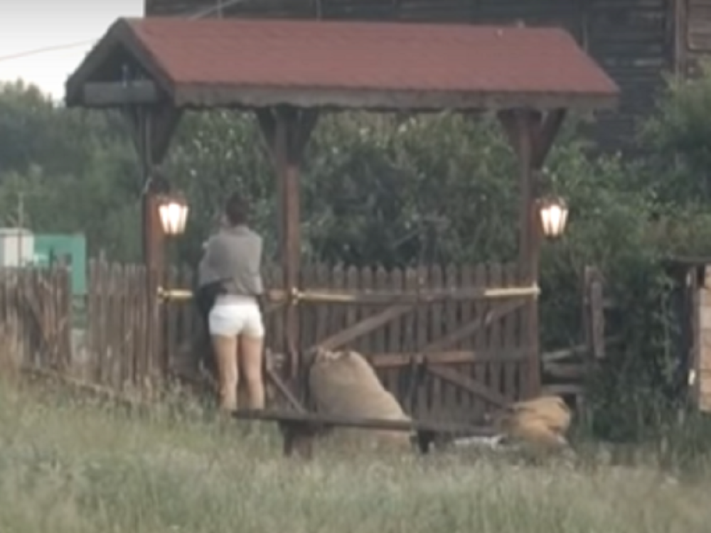 Ceca u suzama dozivala Zadrugu (VIDEO)