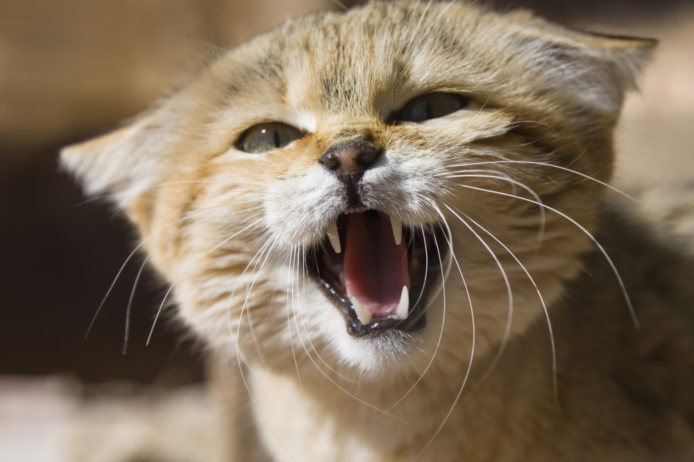 Monstrumi obesili mačku u Pančevu (UZNEMIRUJUĆI FOTO)