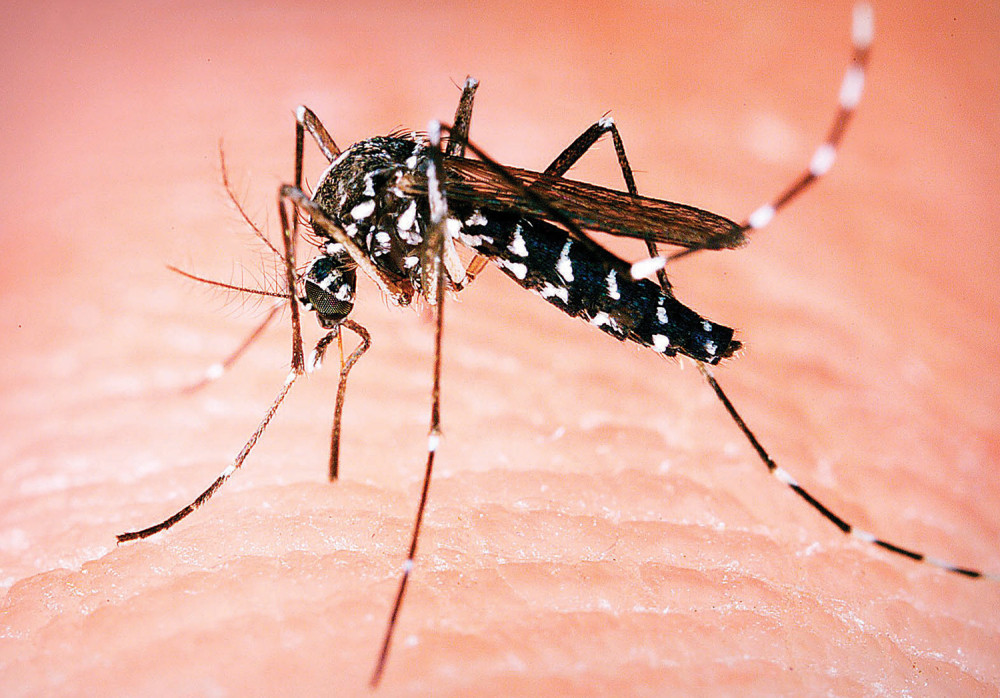 U Novom Sadu se pojavila nova vrsta komaraca koji prenose OPASNU BOLEST!