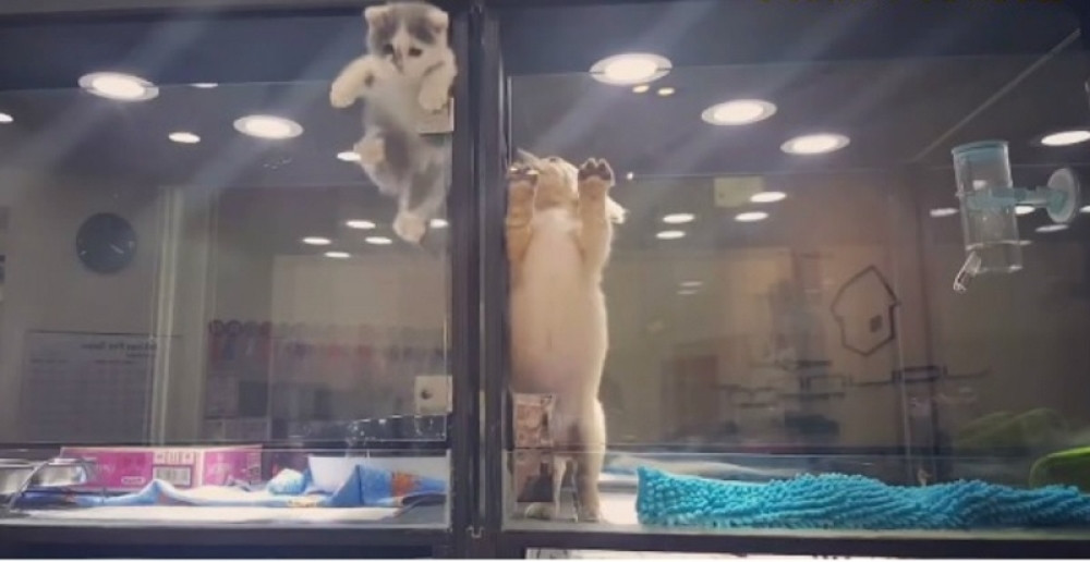 Kad mače hoće kod drugara, psa (VIDEO)