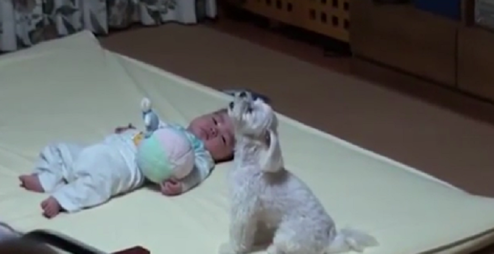 Maltezer smiruje bebu koja plače! (VIDEO)