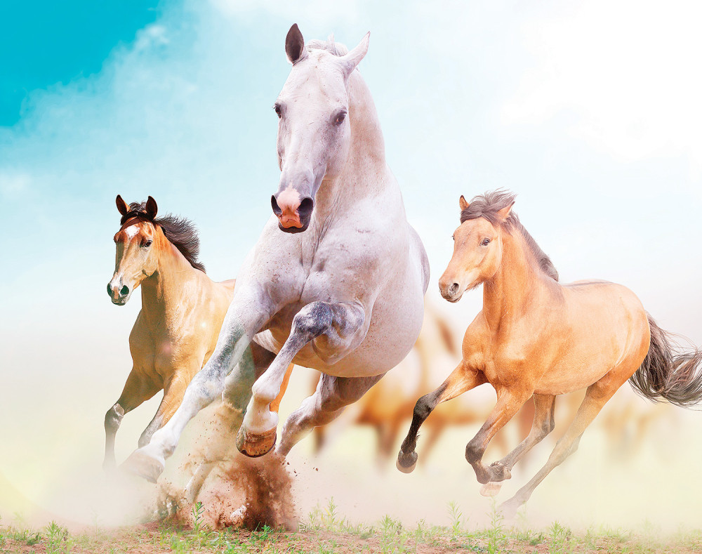 Zamislite konja, kocku i merdevine