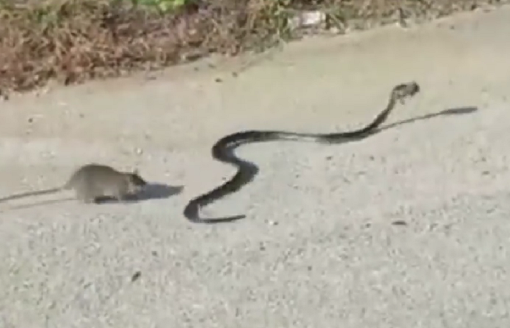 Majka spasava mladunče iz čeljusti zmije (VIDEO)