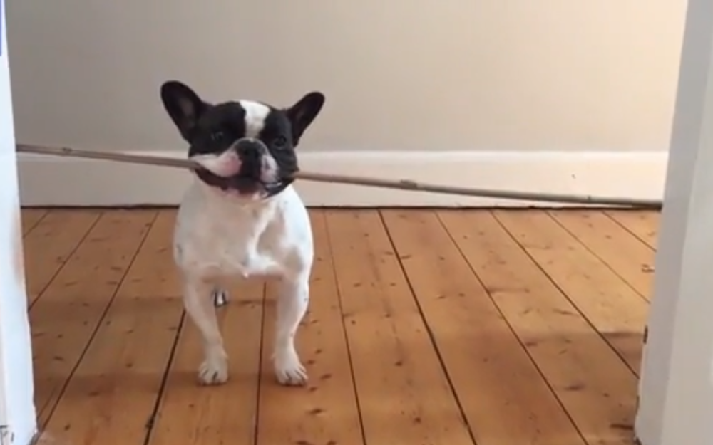 Pas ne odustaje od štapa ni po koju cenu (VIDEO)